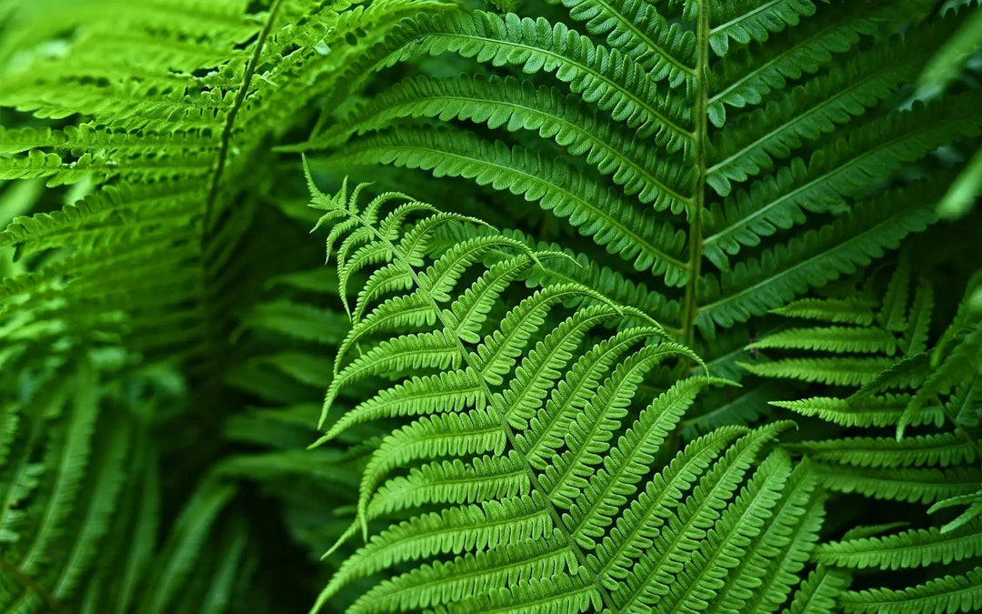 Lisslune | EverGreen Boston Fern – Artificial Plant with UV Protection and Weather Resistant Design