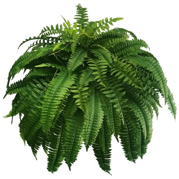 Lisslune | EverGreen Boston Fern – Artificial Plant with UV Protection and Weather Resistant Design