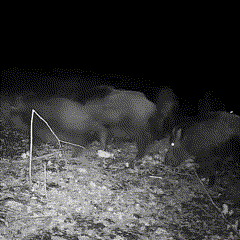 Lisslune | Night Vision Outdoor Wildlife Animal Camera