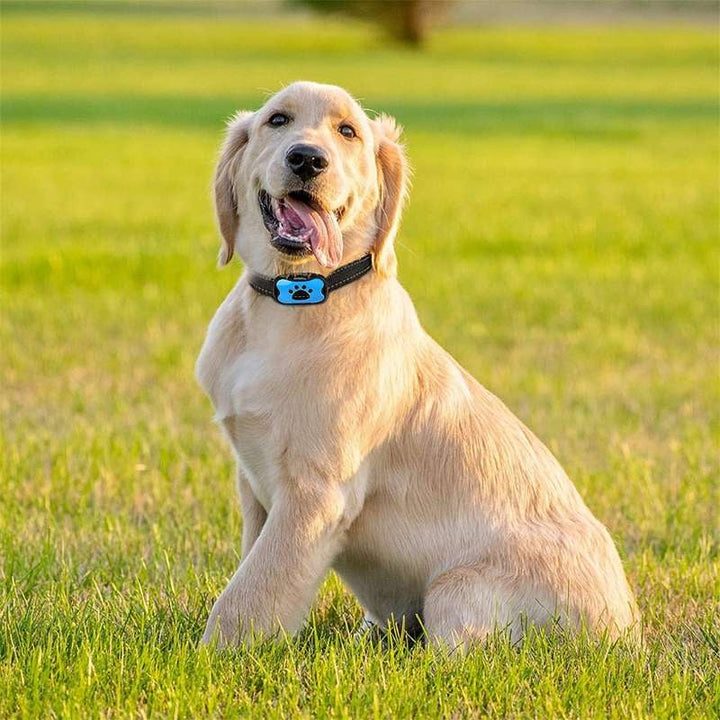 Lisslune | Anti-Bark Collar