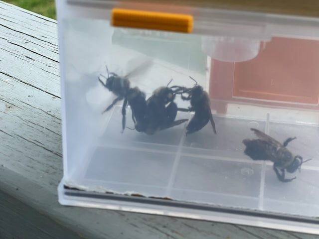 Lisslune | BeeGone - Zimmerman bee trap