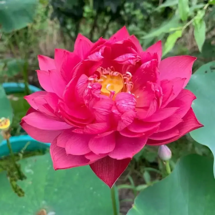 Lisslune | Magical Lotus Flower Seeds