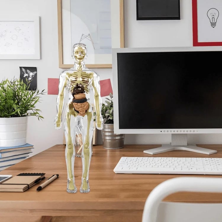 Lisslune | Clear Human Body Structure Model