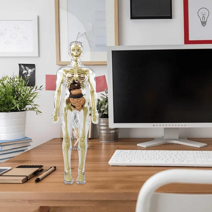 Lisslune | Clear Human Body Structure Model