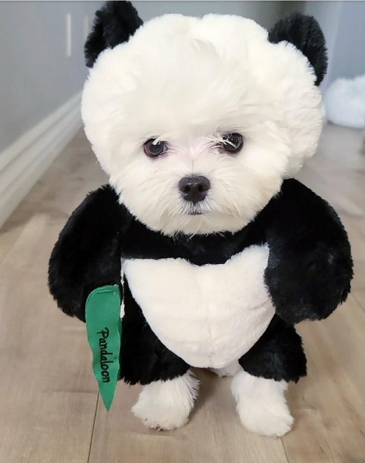 Lisslune | Pandaloon Dog and Pet Costume Set