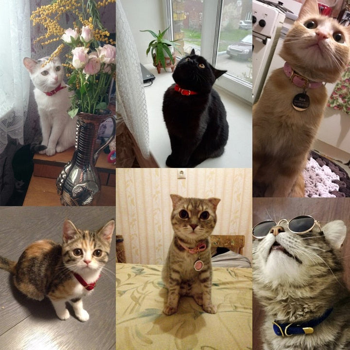 Lisslune | Collar for small cats & dogs