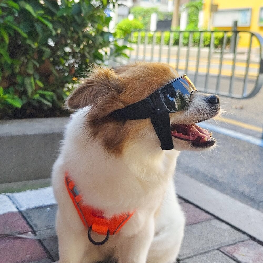 Lisslune | Pet Sunglasses