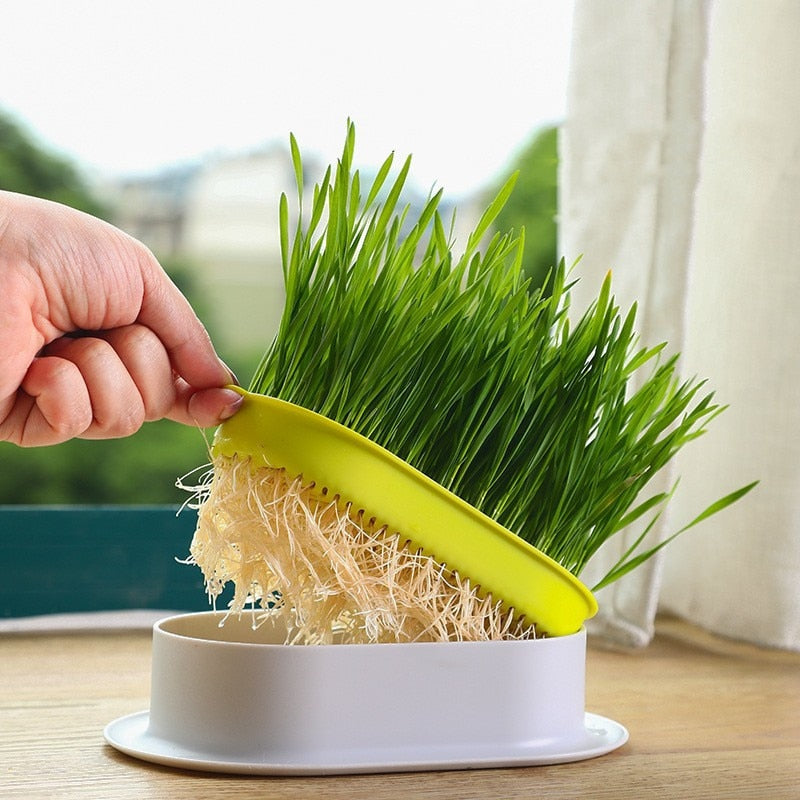 Lisslune | Fresh canned grass