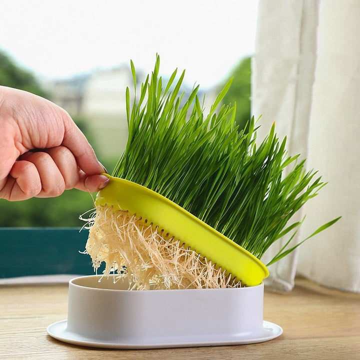 Lisslune | Fresh canned grass