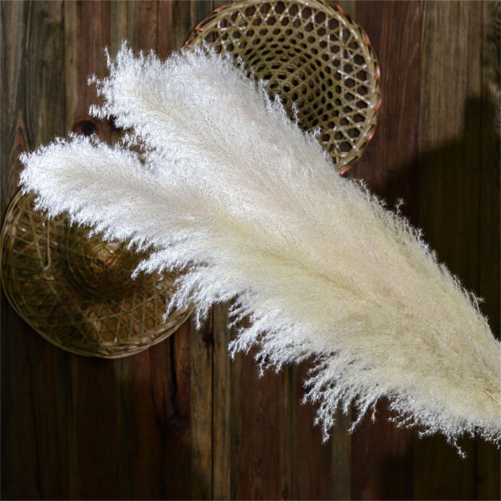 Lisslune | Pampas Dried Flowers
