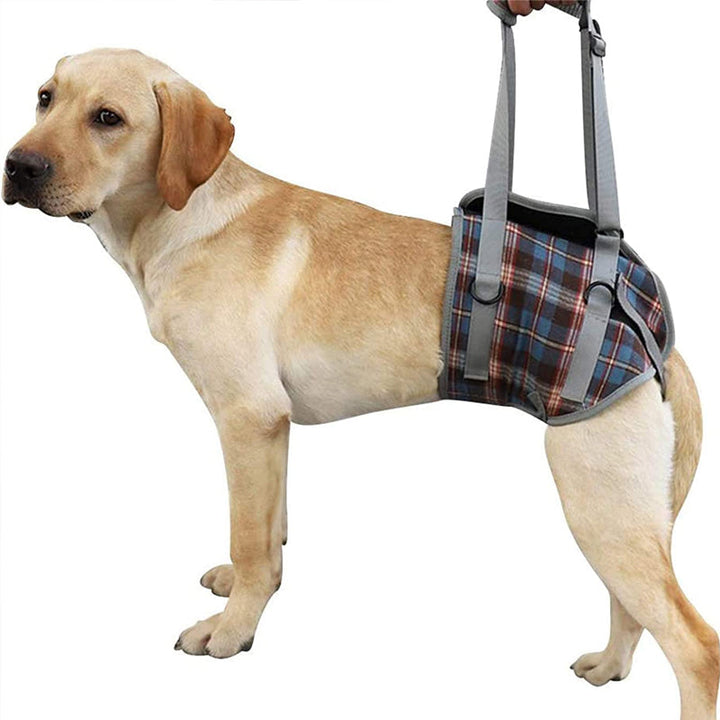 Lisslune | Orthopedic Strap for Hind Legs