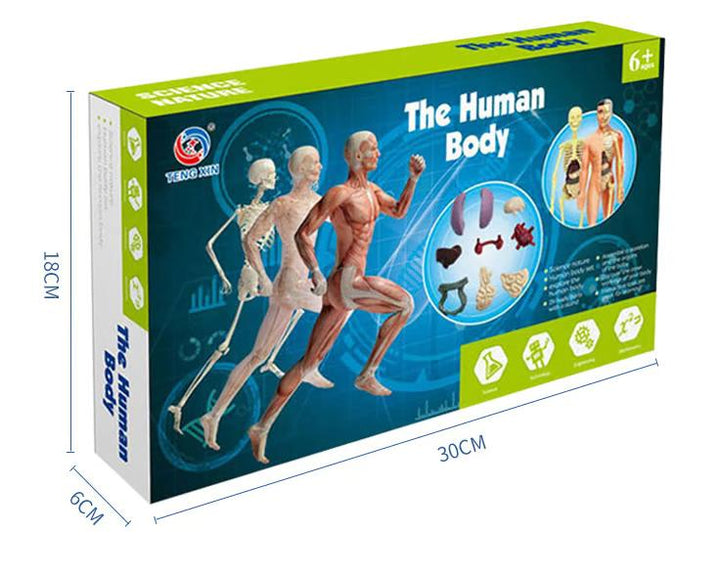 Lisslune | Clear Human Body Structure Model