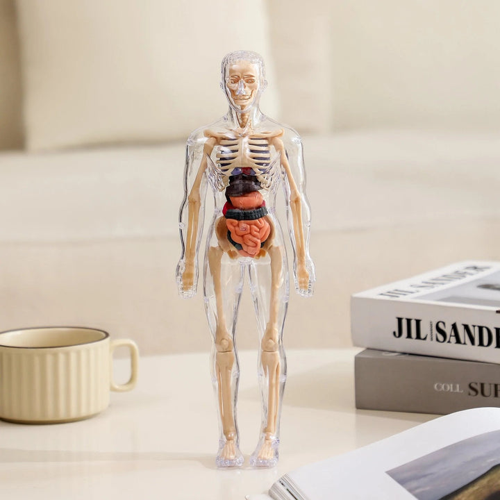 Lisslune | Clear Human Body Structure Model