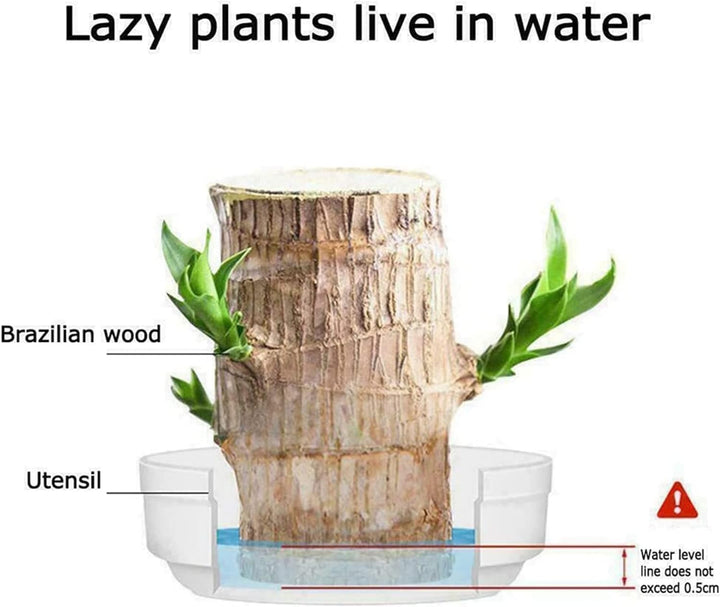 Lisslune | Lucky Brazil Wood Potted Plant