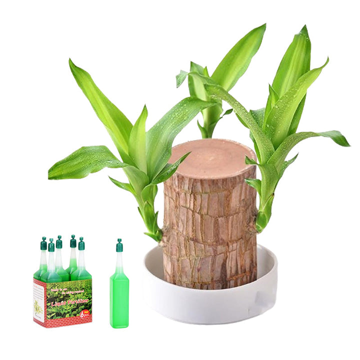 Lisslune | Lucky Brazil Wood Potted Plant