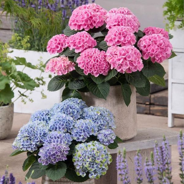 Lisslune | Outdoor Artificial Hydrangea Flowers