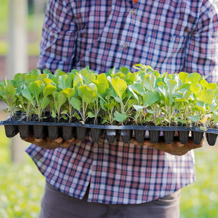 Lisslune | Rectangular Plant Bowl – Seedling Tray for Efficient Germination and Growth of Seedlings