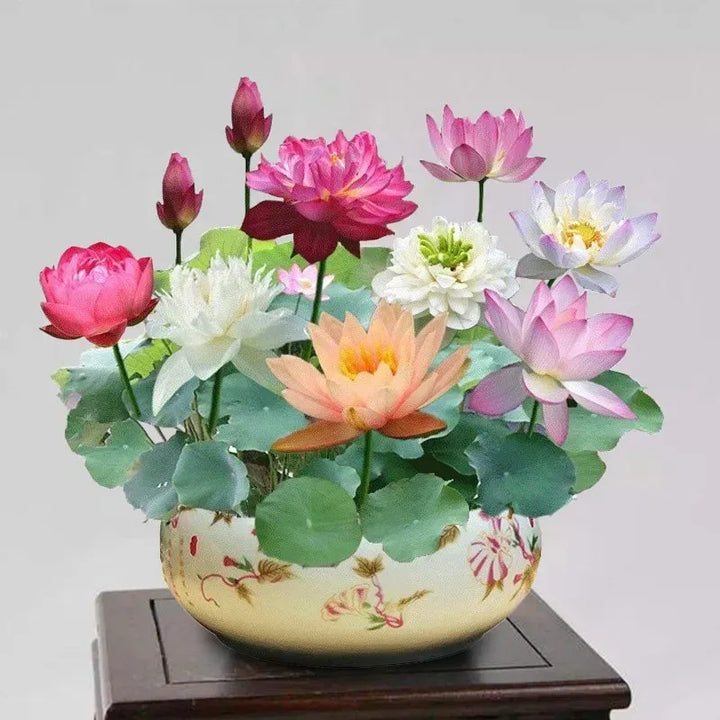 Lisslune | Magical Lotus Flower Seeds