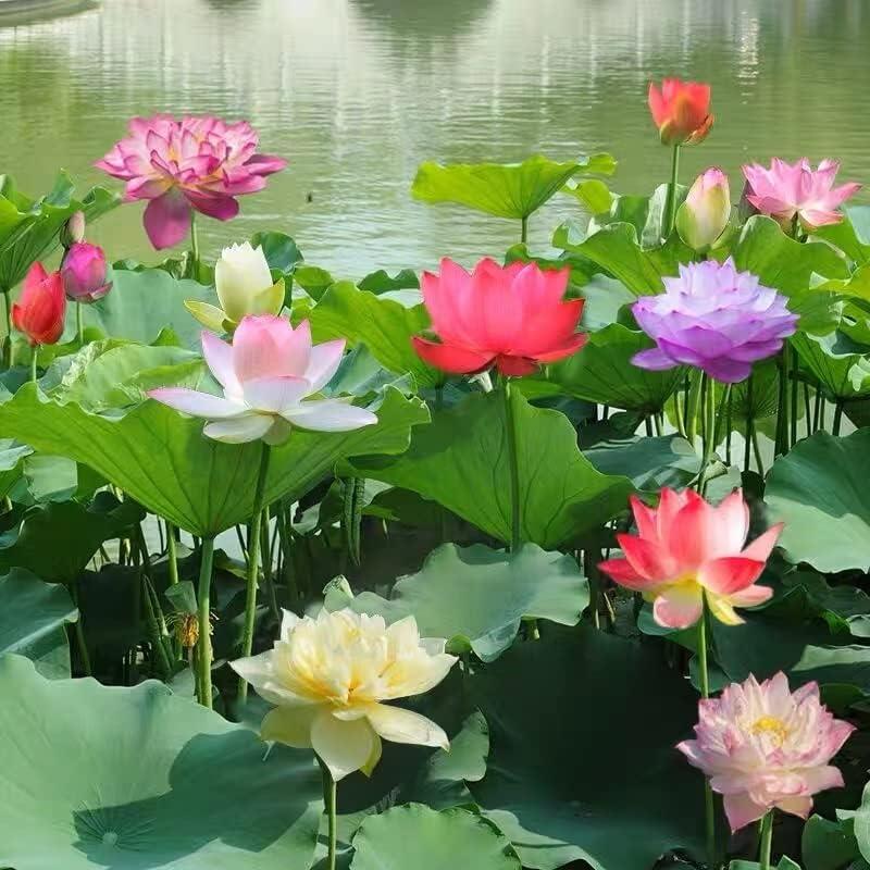 Lisslune | LotusWaters – Bonsai Water Garden Seeds for Pond and Balcony