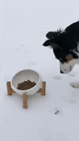 Lisslune | Pet Bowl