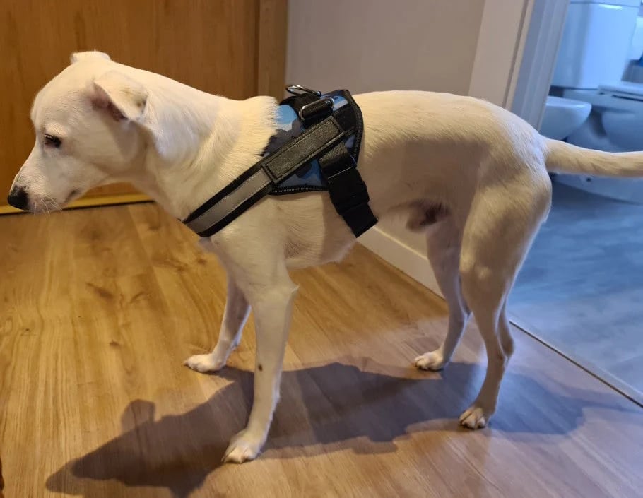 Lisslune | Anti Choke Dog Harness