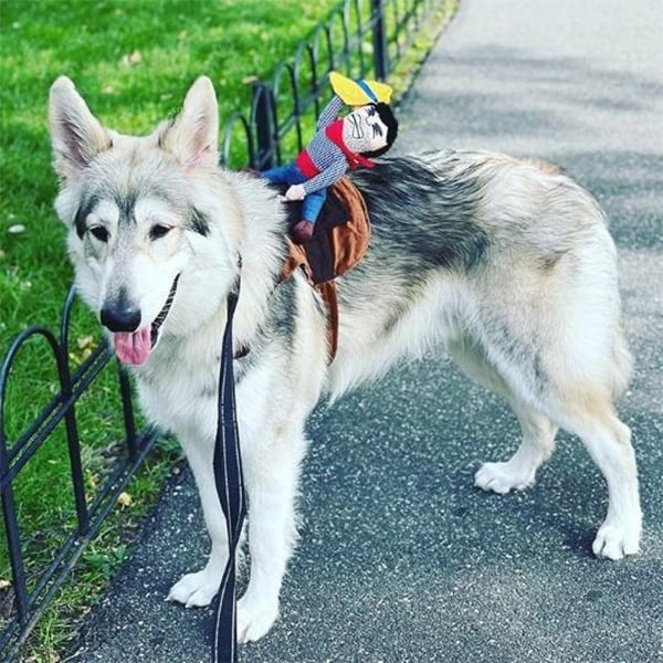 Lisslune | The Cowboy Rider Dog Costume