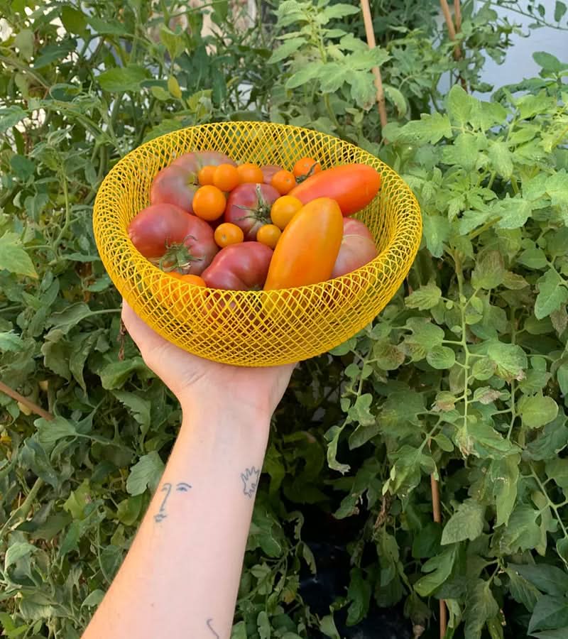 Lisslune | Steel Mesh Fruit Basket with Ventilation for Fresh Storage