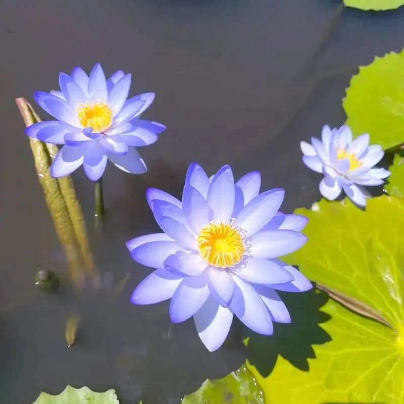 Lisslune | Magical Lotus Flower Seeds