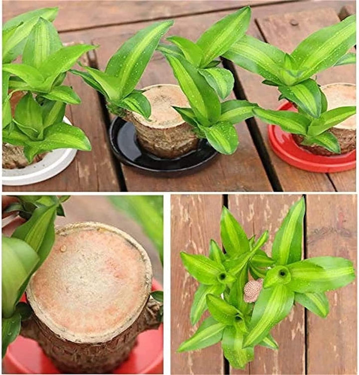 Lisslune | Lucky Brazil Wood Potted Plant