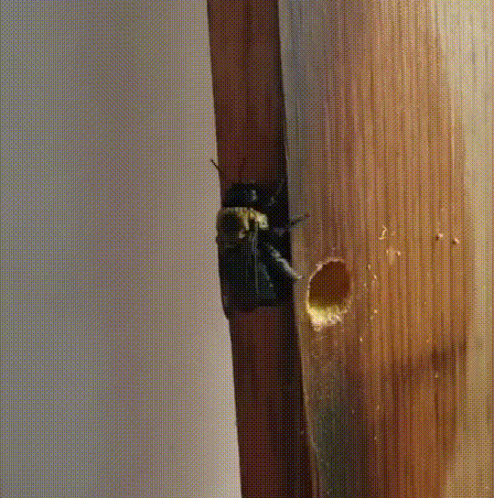 Lisslune | BeeGone - Zimmerman bee trap