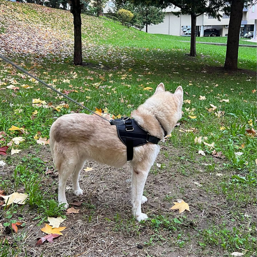 Lisslune | Anti Choke Dog Harness