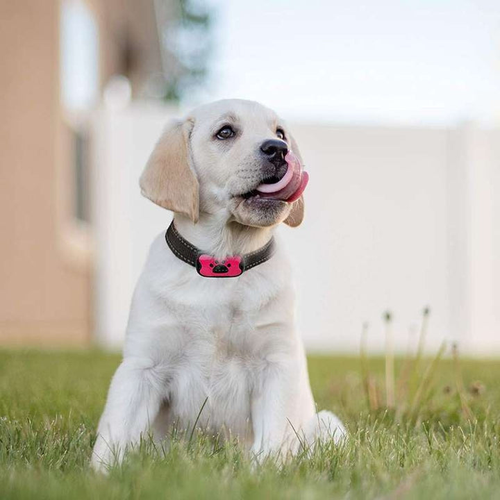 Lisslune | Anti-Bark Collar