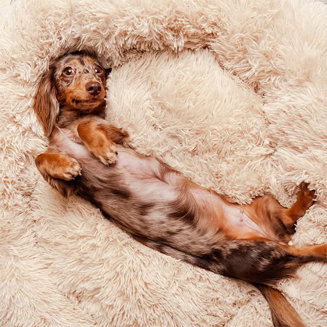 Lisslune | FUZZYPLUSH – Orthopedic Plush Dog Bed for Deep Sleep