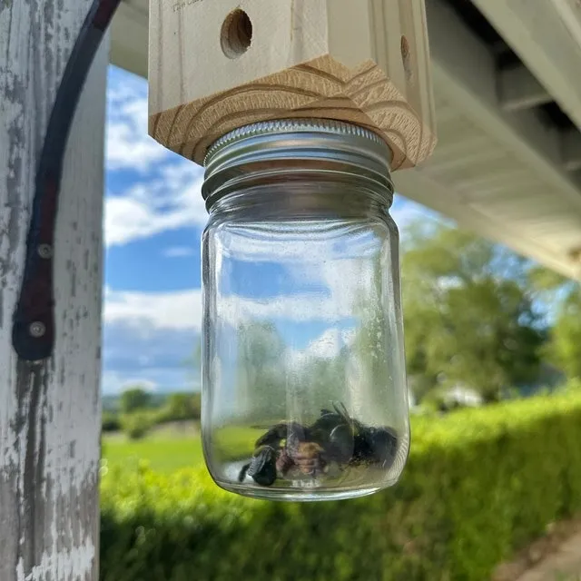 Lisslune | BeeGone - Zimmerman bee trap