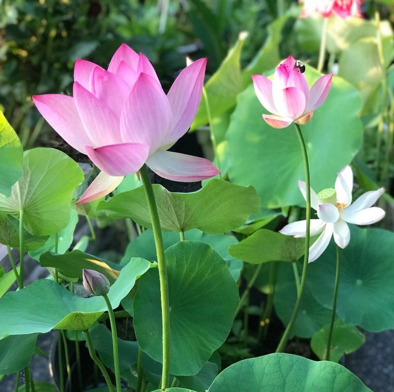 Lisslune | LotusWaters – Bonsai Water Garden Seeds for Pond and Balcony