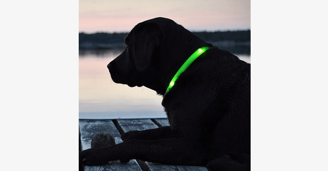 Lisslune | LED Dog Collar – Keep an eye on your pet!