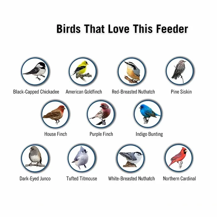 Lisslune | Squirrel-Proof Bird Feeder