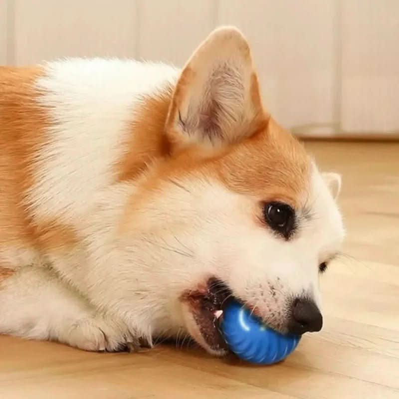 Lisslune | MAXIME PLAYER – Intelligent play ball with automatic movement for active dogs
