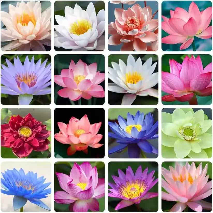 Lisslune | Magical Lotus Flower Seeds