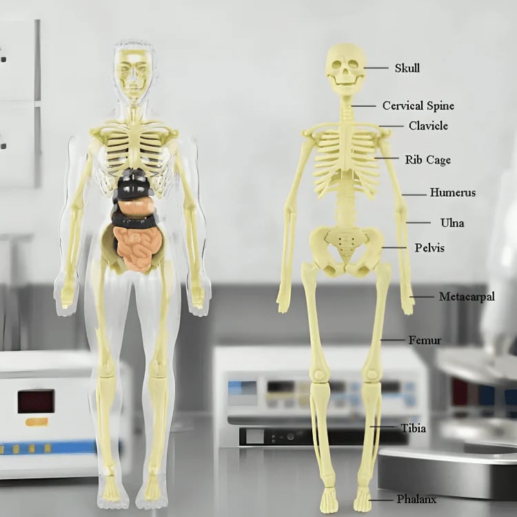 Lisslune | Clear Human Body Structure Model