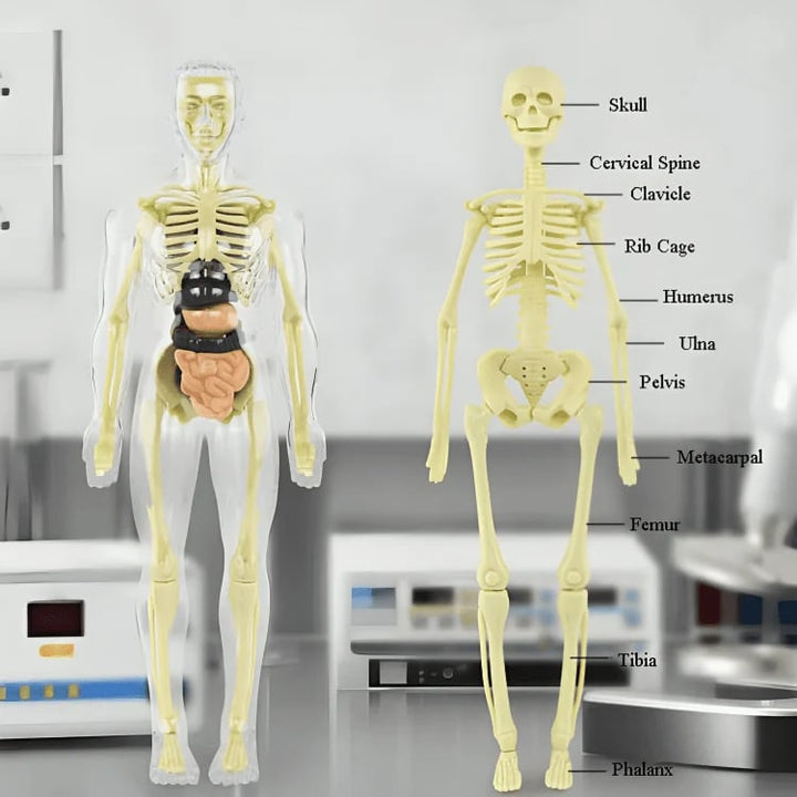 Lisslune | Clear Human Body Structure Model