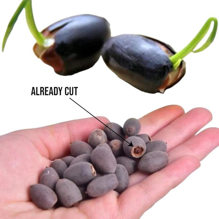 Lisslune | LotusWaters – Bonsai Water Garden Seeds for Pond and Balcony