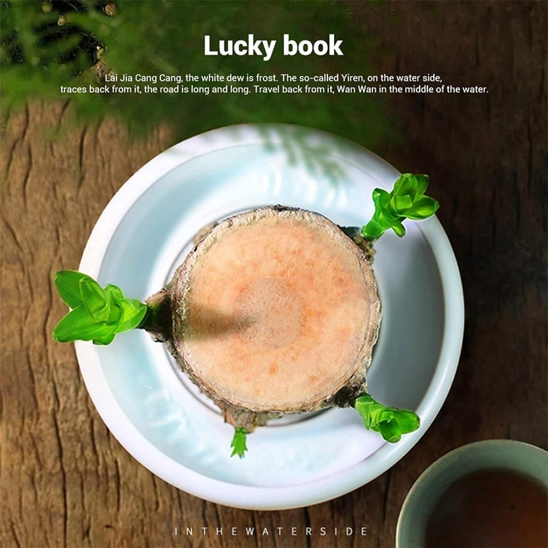 Lisslune | Lucky Brazil Wood Potted Plant