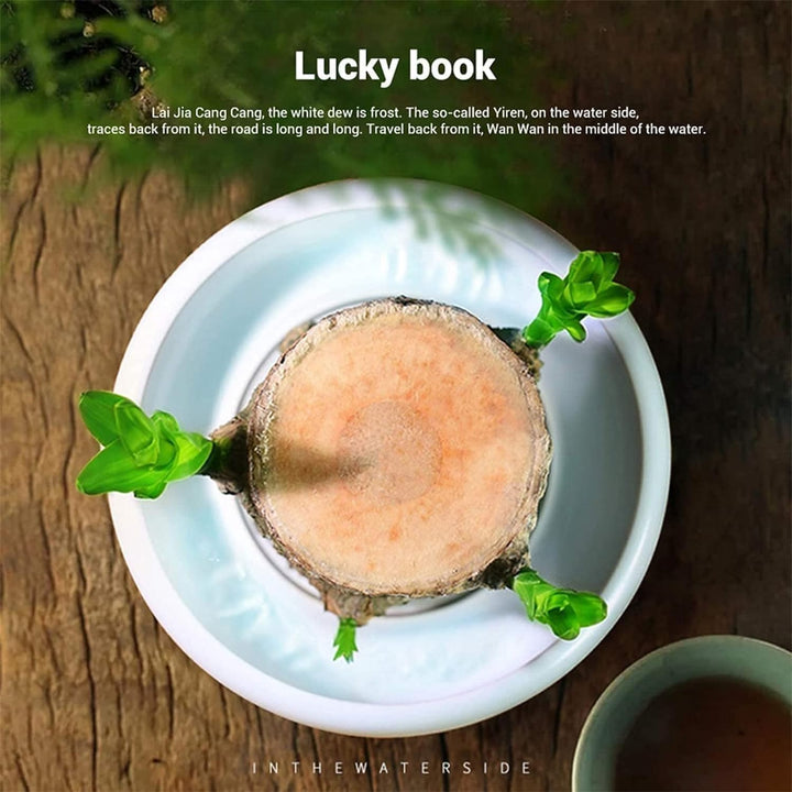 Lisslune | Lucky Brazil Wood Potted Plant