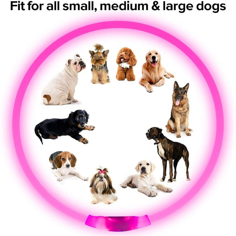 Lisslune | LED Waterproof Dog Collar