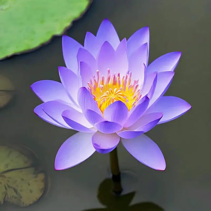 Lisslune | Magical Lotus Flower Seeds