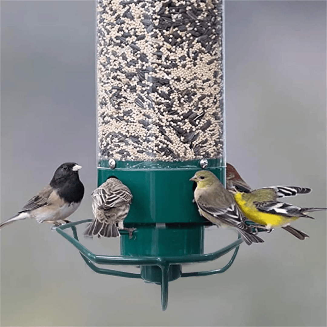 Lisslune | FEEDERGUARD – Squirrel-Proof Birdhouse for the Garden