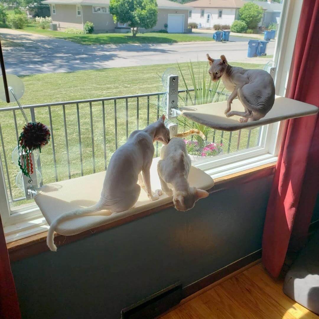 Lisslune | Foldable Cat Hammock Suction Cup Cat Hammock