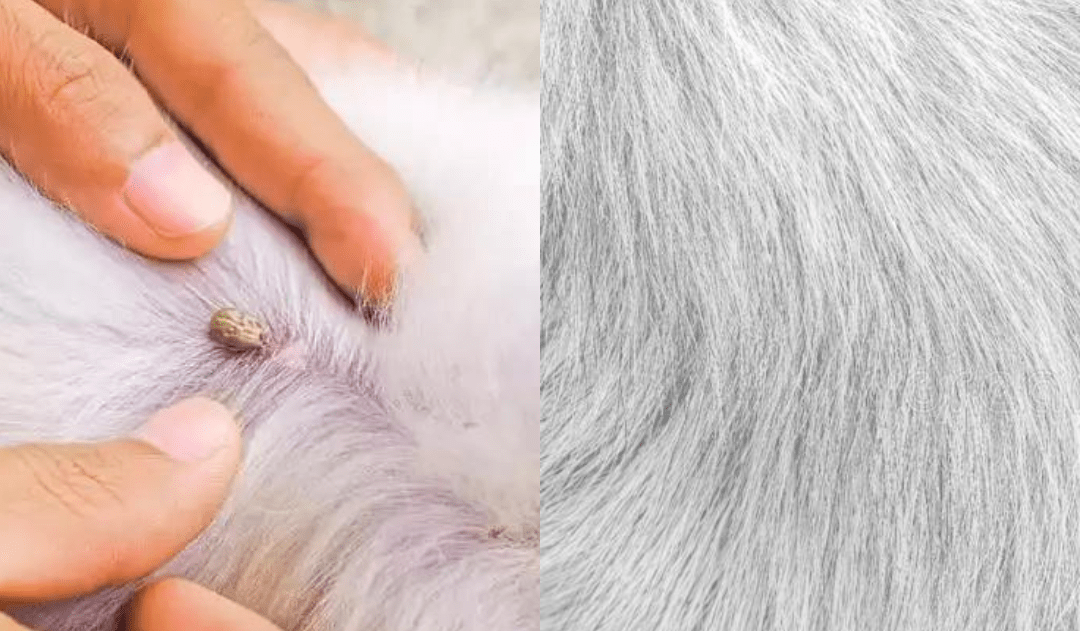 Lisslune | FLASHIELD – Anti-Flea & Tick Collar for Dogs and Cats with Natural Protection