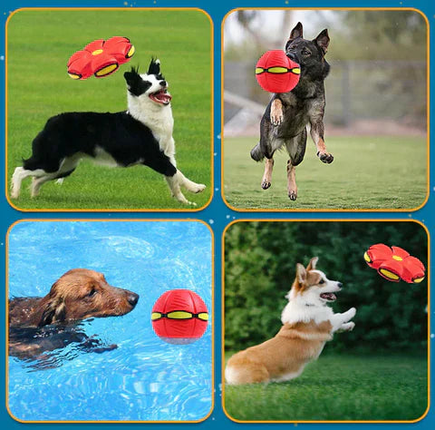 Lisslune | Zolara Frisbee Ball !